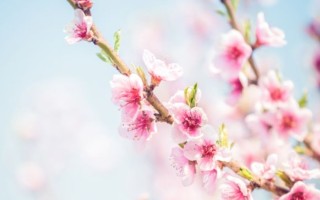女人哪里有痣最招桃花？胸部有痣，烂桃花会破财！