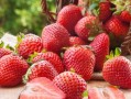 九九草莓和红颜草莓的区别是什么？认准这几点，再也不怕买错